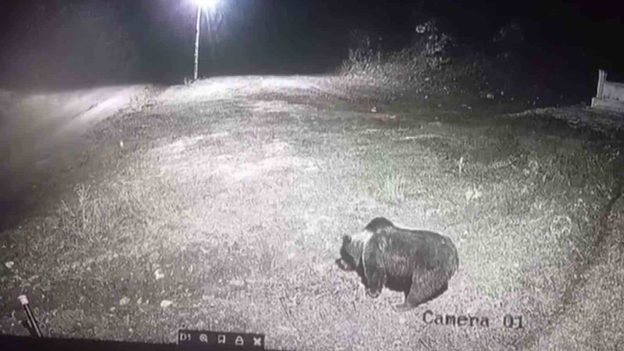 Amasya Gümüşhacıköy'de kış uykusuna yatmayan ayı köyü alarma geçirdi