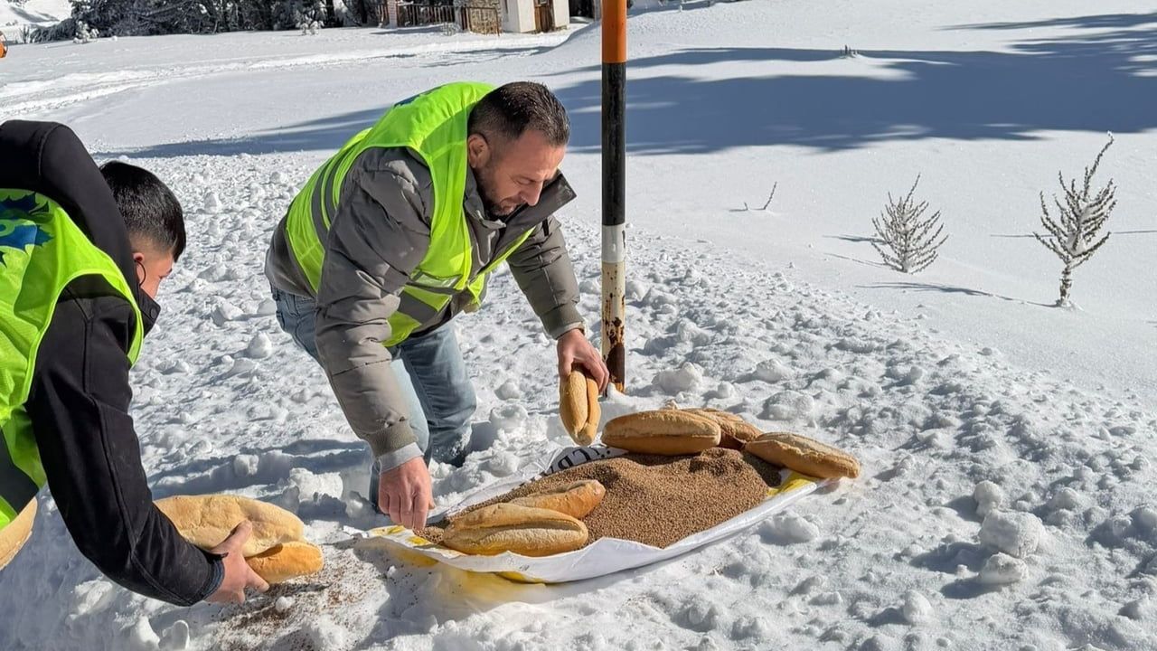 Amasya Merzifon'da Yaban Hayvanlarına Yem Bırakıldı