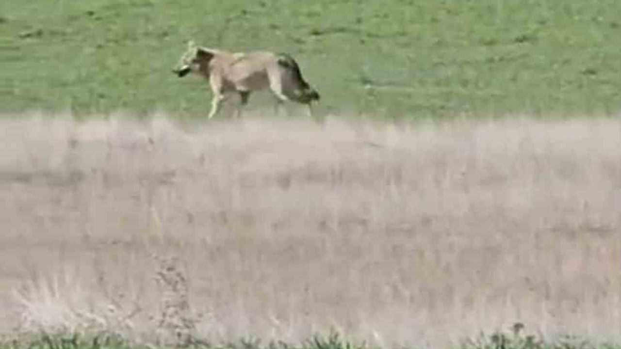 Ankara Beypazarı'nda Aç Kalan Kurtlar Tarlalara İndi