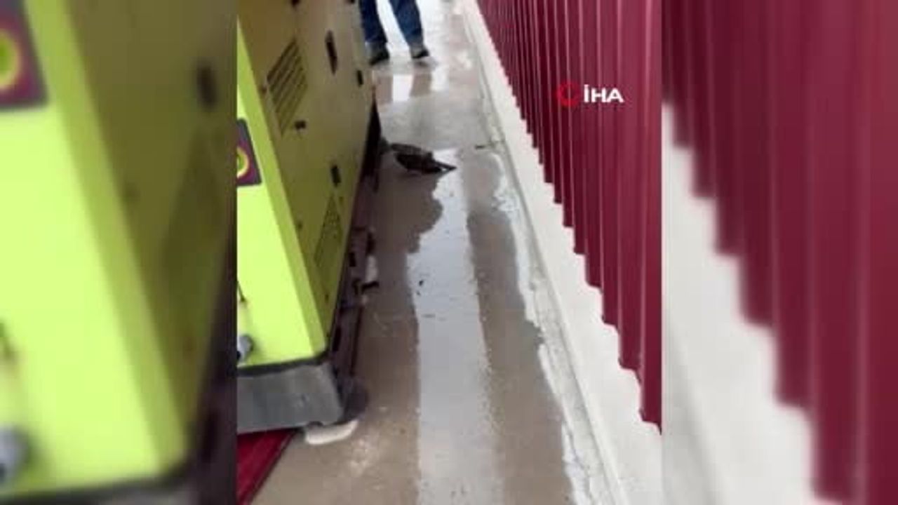 Ankara Beypazarı'nda Kanadı Kırık Atmaca Tedavi Altına Alındı