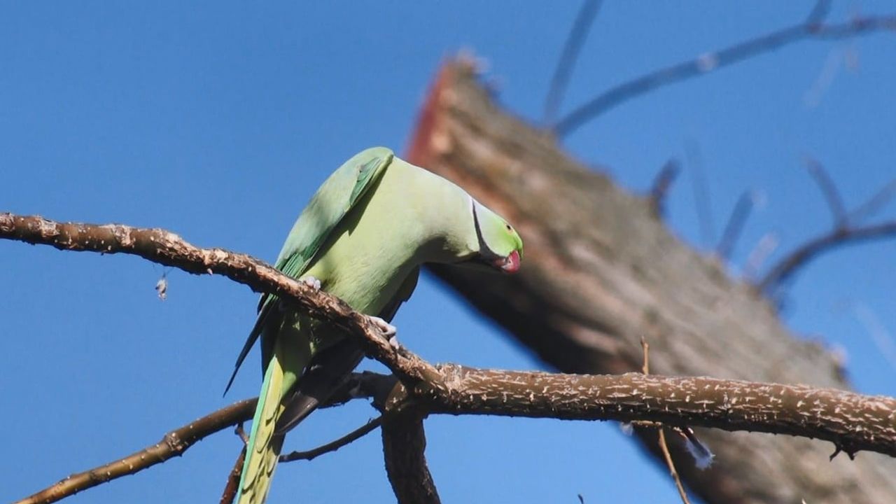 Ankara’da Yeşil Papağanlar: Sert İklimde Hayatta Kalma ve Ekolojik Rekabet