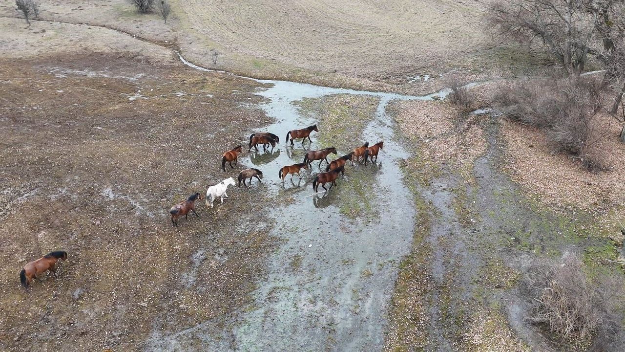 Ankara'da Yılkı Atları Havadan Görüntülendi