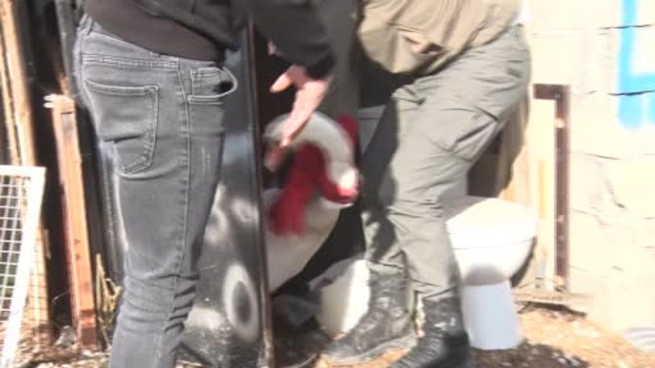 Ankara Elmadağ'da Kuğu Bahçeye Düştü: 1 Gün Misafir Edildi