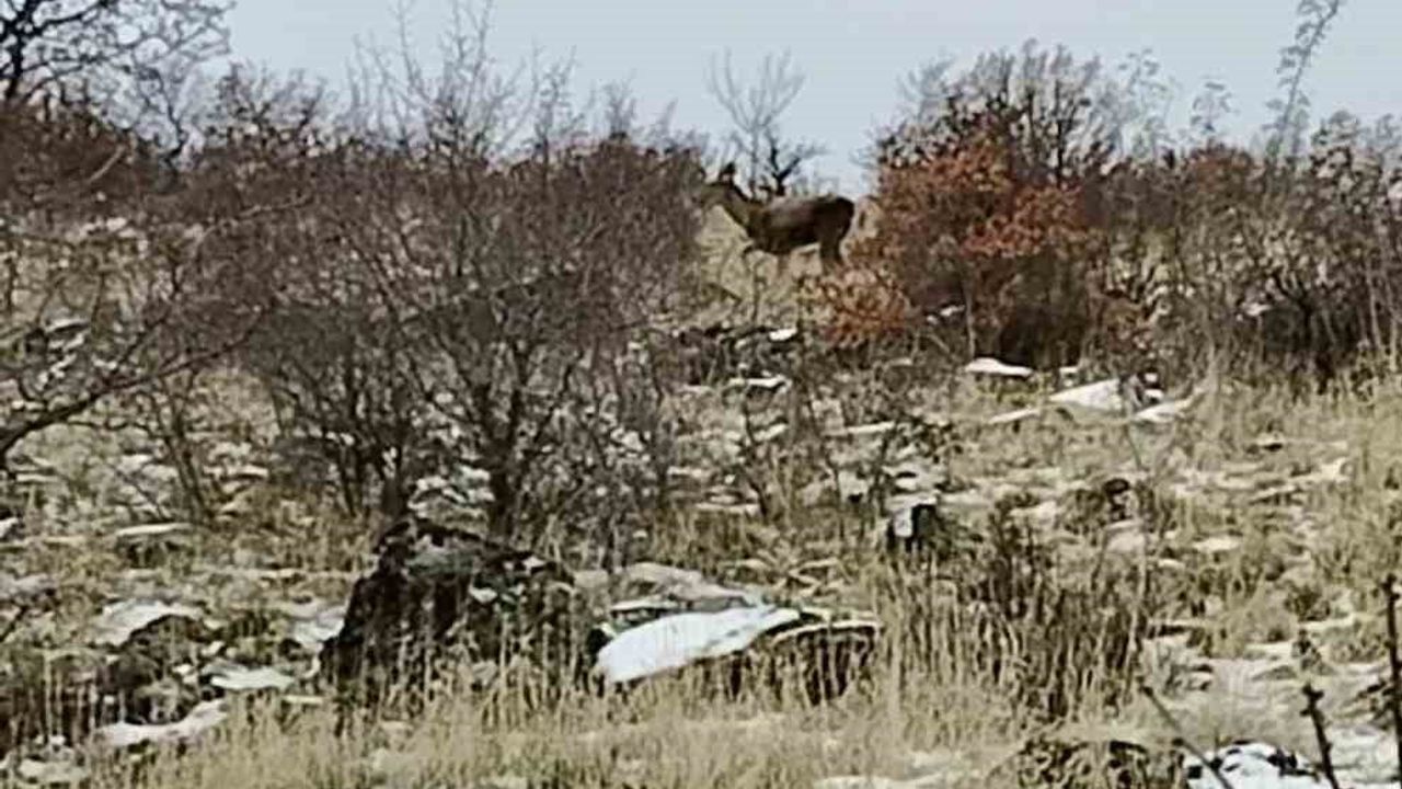 Ankara Güdül'de Sürü Halinde Yaban Geyikleri Cep Telefonuna Yansıdı