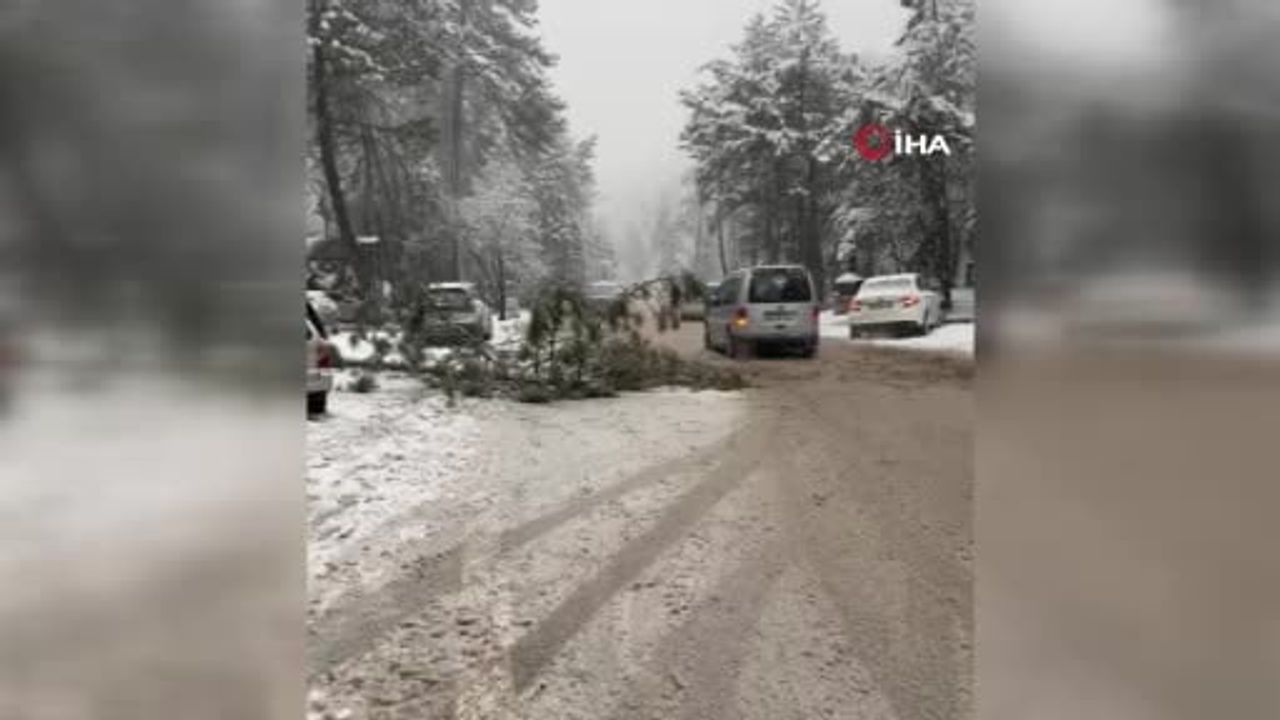 Ankara Kızılcahamam'da Kar Çam Ağacını Devirdi