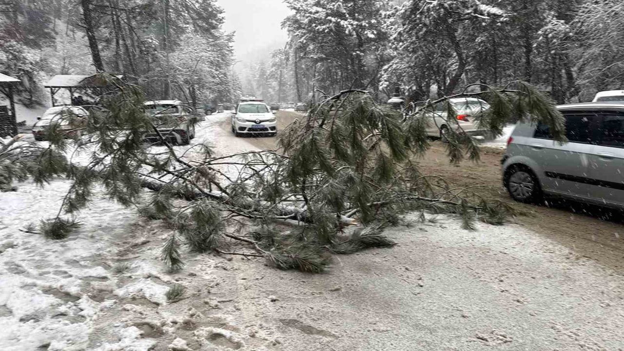 Ankara Kızılcahamam'da Kar: Soğuksu Milli Parkı'nda Çam Ağacı Devrildi