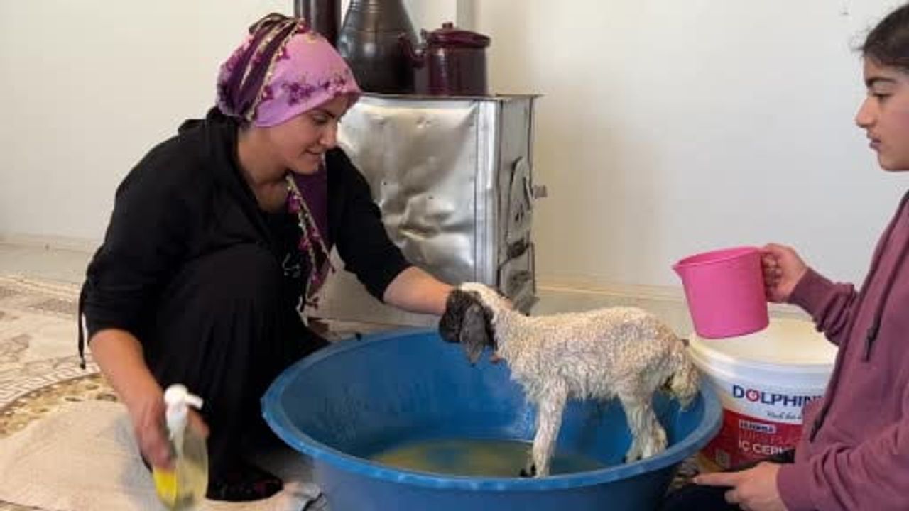 Annesiz Kalan Kuzu 'Umut' Yüksekova'da Ailenin Maskotu