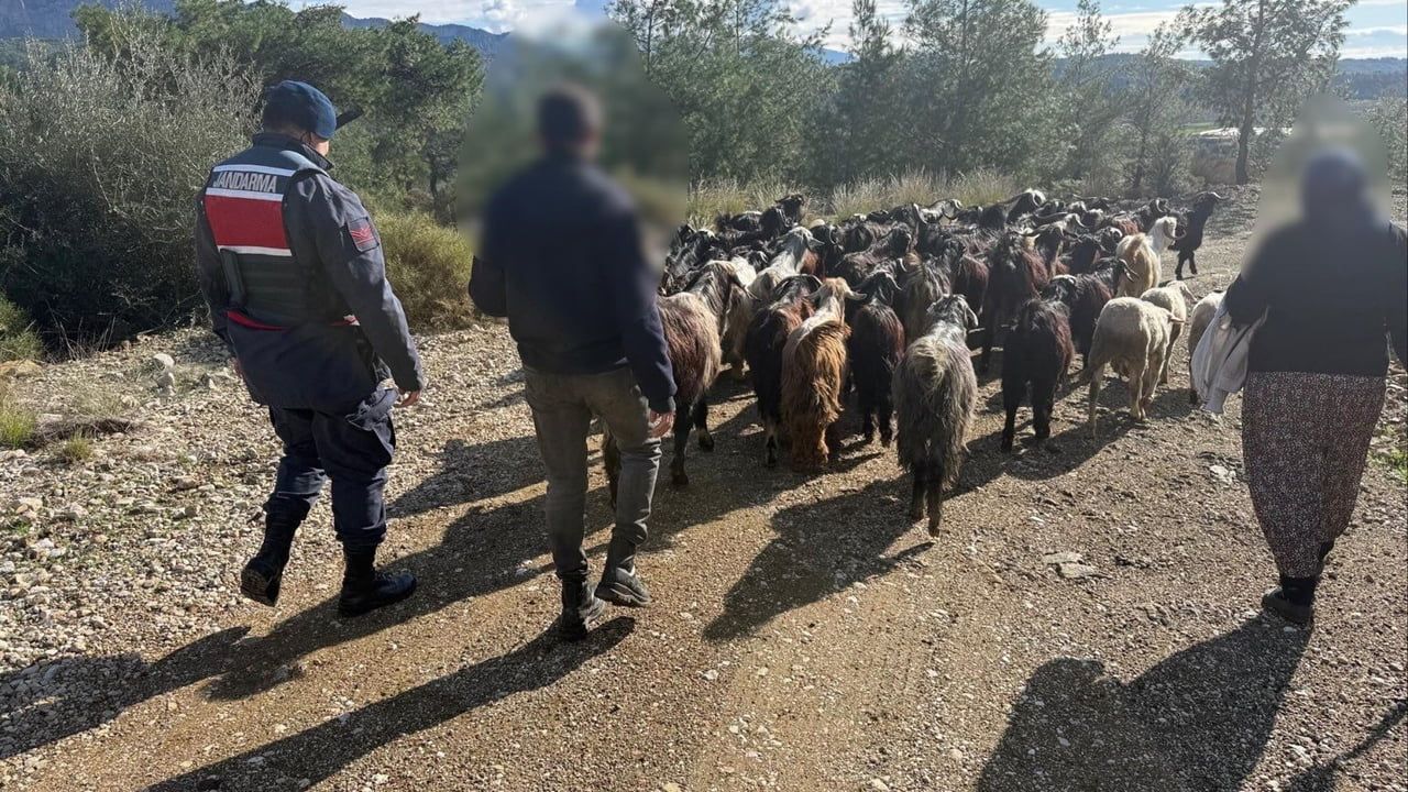 Antalya Aksu'da 55 Küçükbaş Hayvan Jandarma Tarafından Bulundu