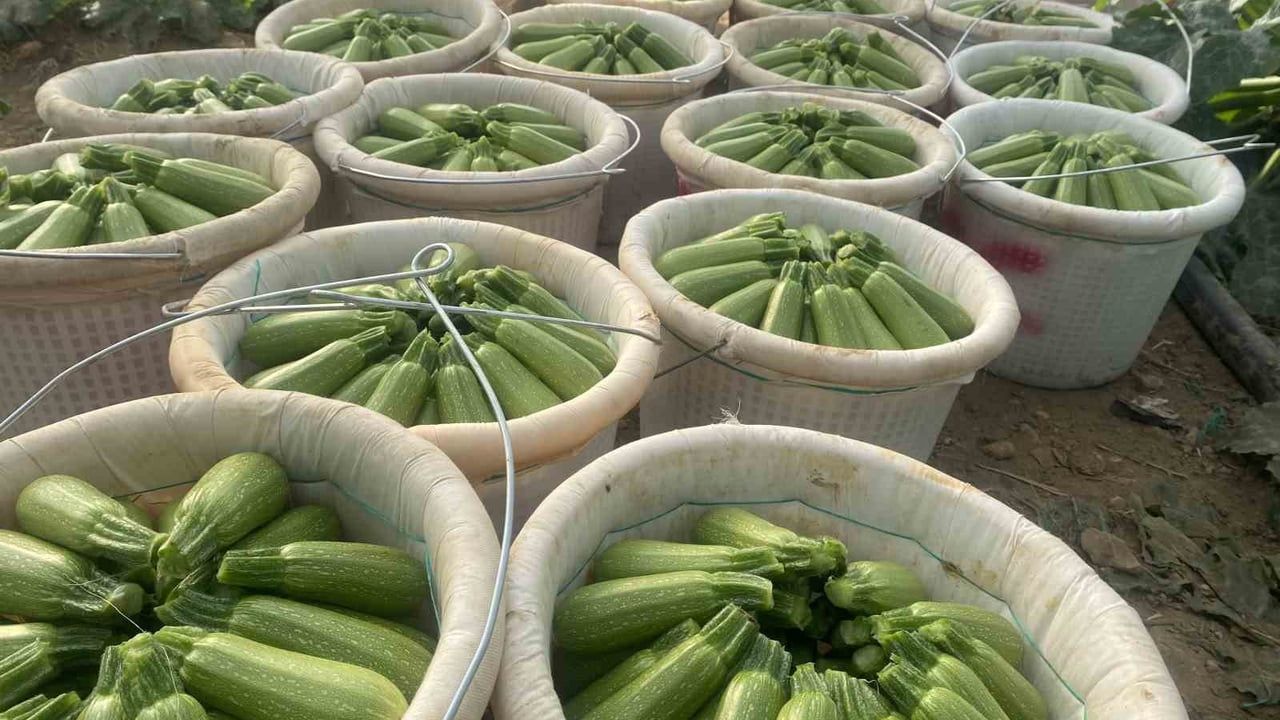 Antalya Hal Endeksi Aralık 2025: Meyve Fiyatı %50,96 Yükseldi