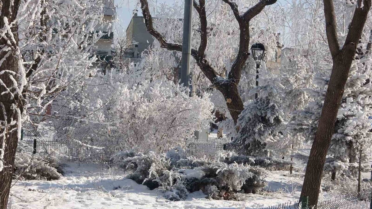 Ardahan'da Sibirya Soğukları: Ağaçlar Kırağıyla Beyaza Bürüdü