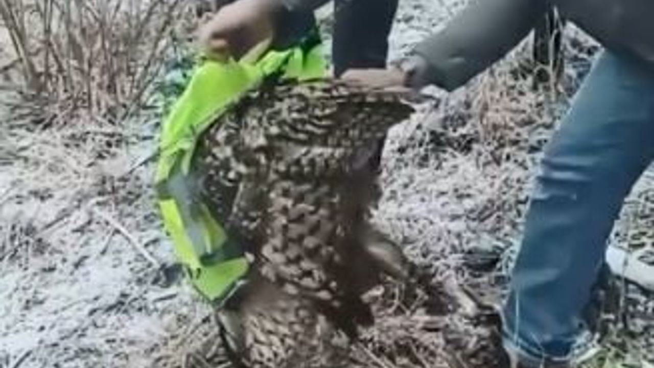 Ardanuç’ta tellere takılan baykuş İl Özel İdaresi ekipleri tarafından kurtarıldı