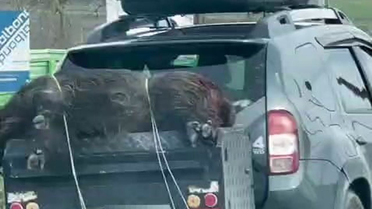 Arnavutköy'de ölü domuz araca bağlanarak taşındı