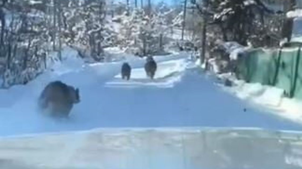 Artvin'de Gündüz Yolda: Ayı ve Yavruları Kutlu Köyü'nde Görüntülendi