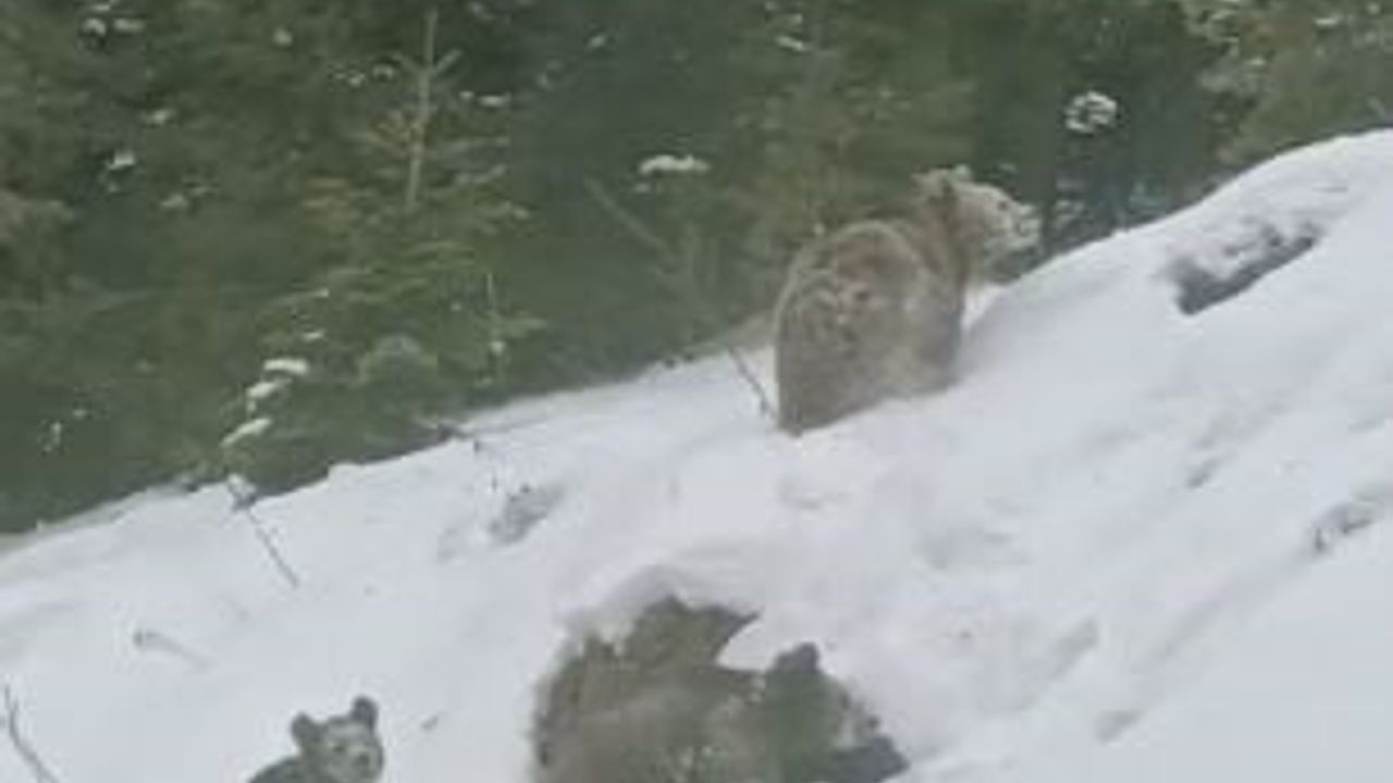 Artvin Şavşat'ta Kış Uykusuna Yatmayan 4 Boz Ayı Kamerada