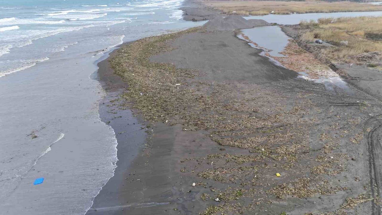 Asi Nehri'nden denize taşan su sümbülleri Samandağ sahilini yeşile bürüdü