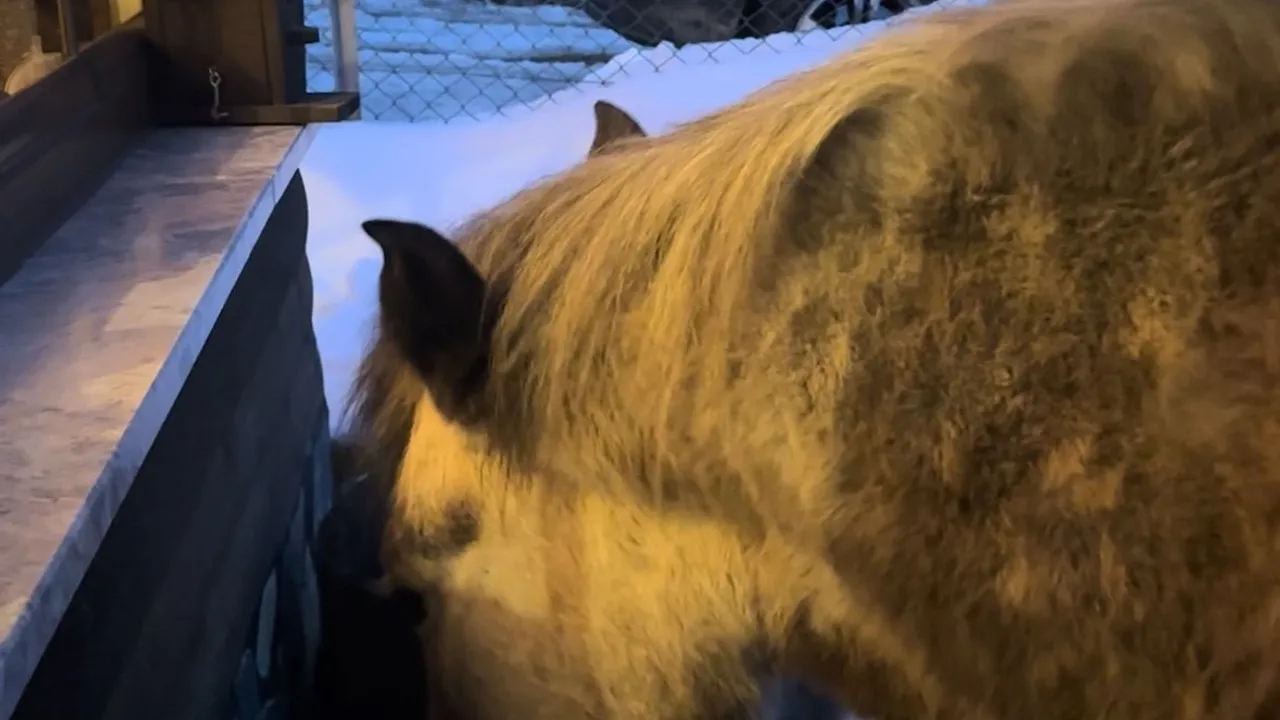 At Yaylası'nda Yılkı Atları Ev Kapısına Kadar Geldi: "Hoş geldiniz ya"