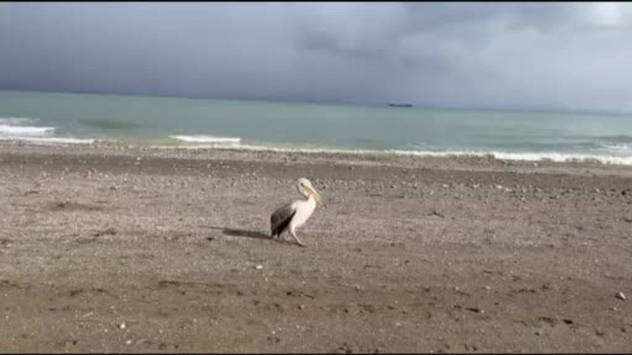 Atakum Sahilinde Pelikan Görüldü