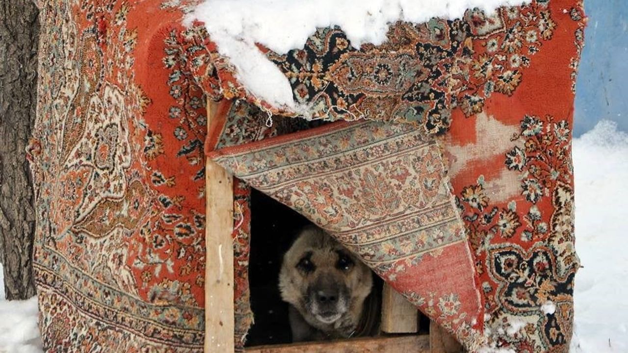 Atatürk Onayıyla Erzurum’dan ABD’ye: 1938 Anadolu Çoban Köpekleri