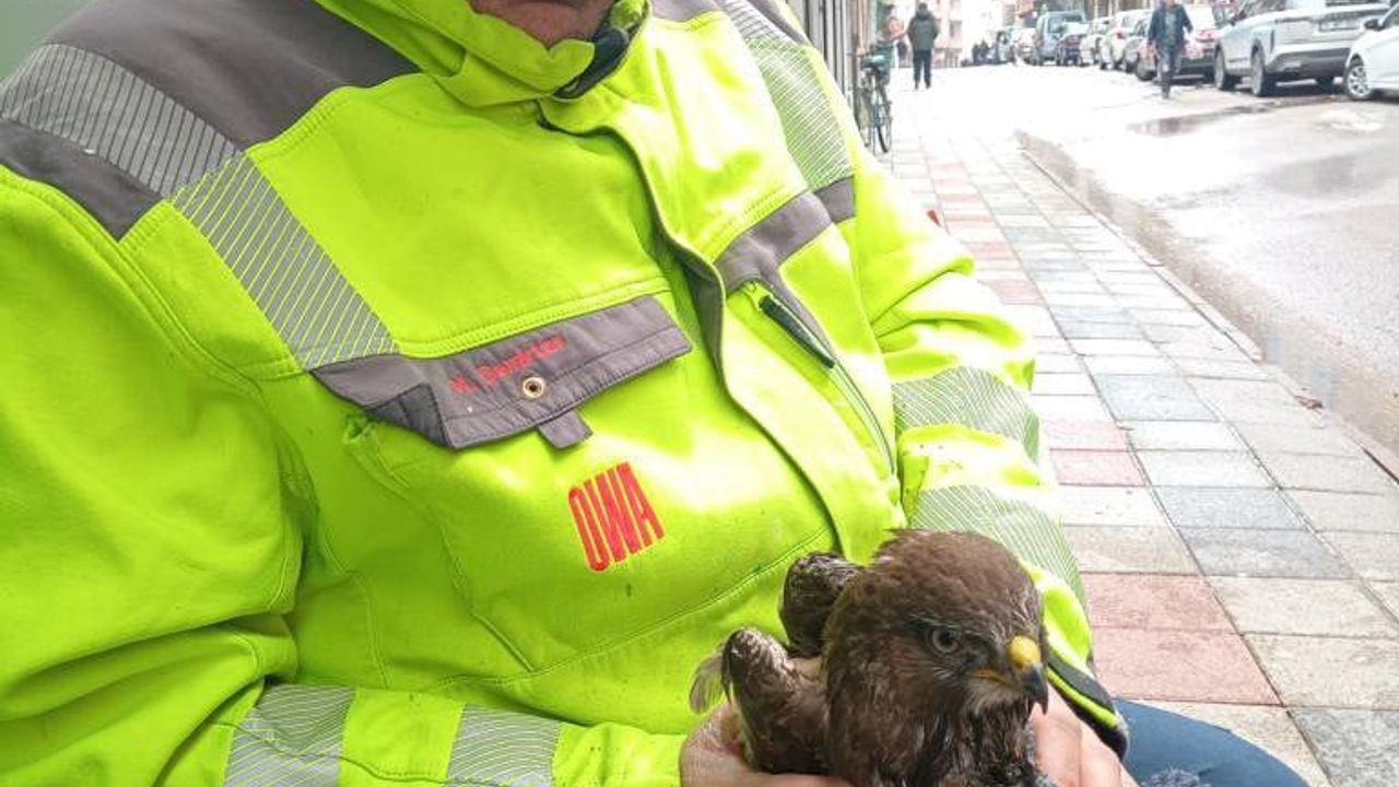 Ayancık'ta Yaralı Şahin Vatandaşın Duyarlılığıyla Koruma Altına Alındı