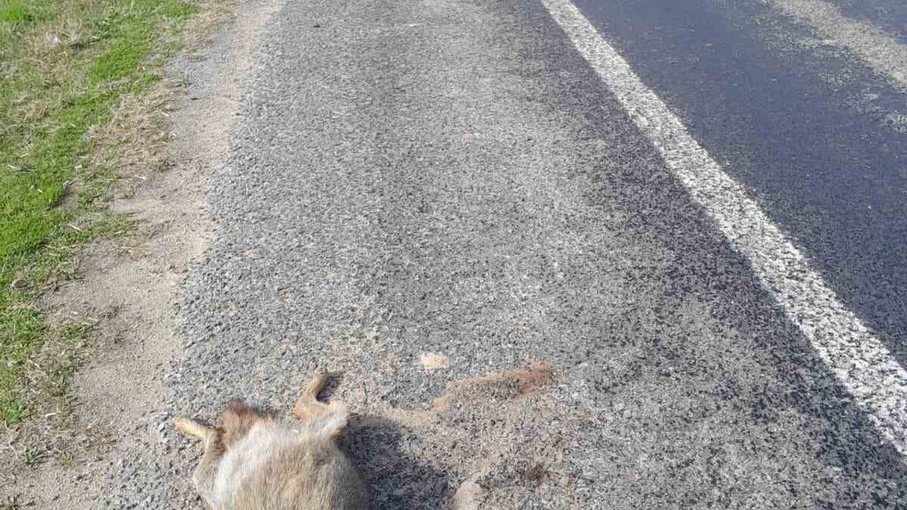Aydın Çine'de Aracın Çarptığı Tilki Telef Oldu