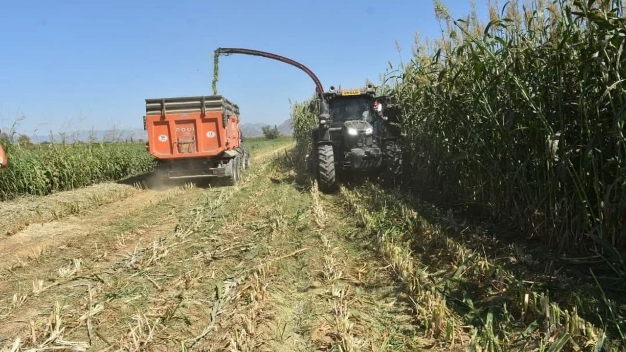 Aydın’da Kaba Yem Üretimi Artıyor: 25 Bin Dekarda Mera Islahı ve 13,5 Milyon TL Yatırım