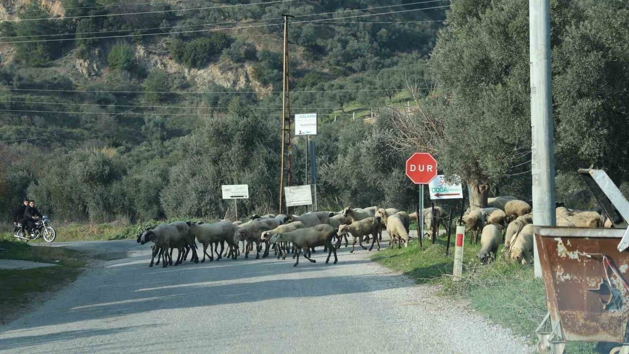 Aydın'da Koyunlar Meralara Döndü: Çobanlar Bayrama Hazırlanıyor