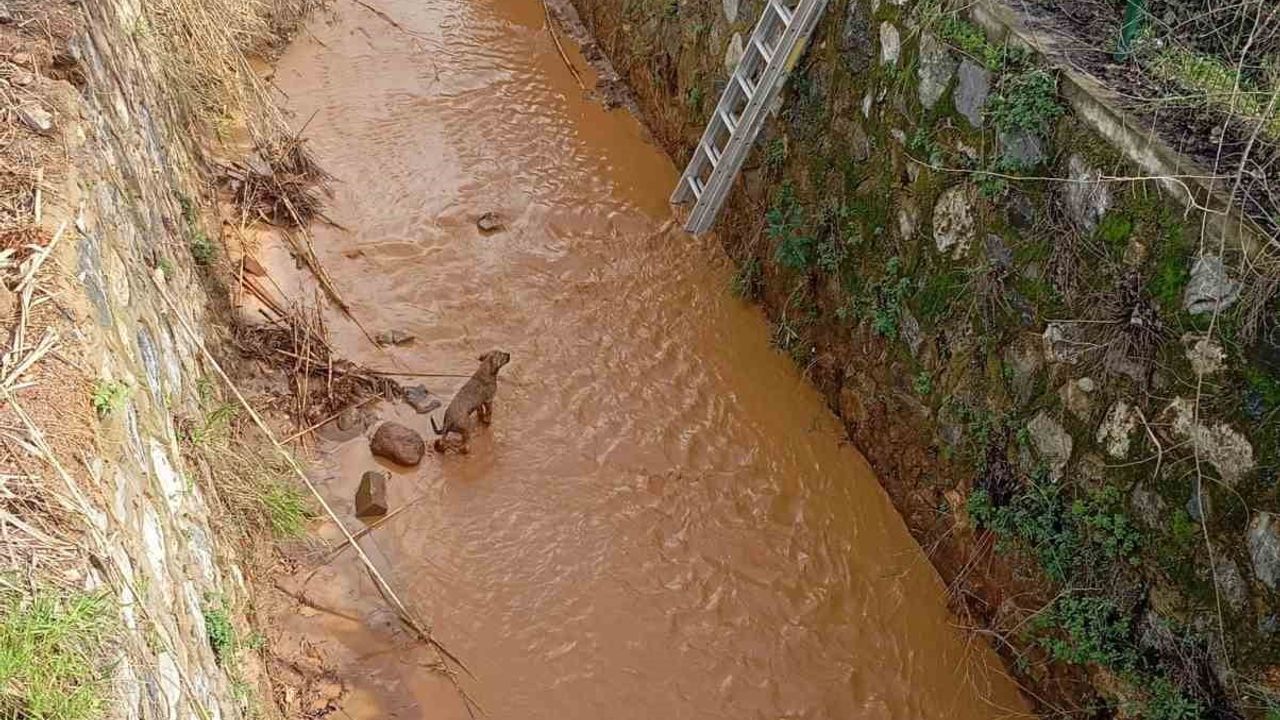 Aydın'da Sulama Kanalına Düşen Köpek İtfaiye Tarafından Kurtarıldı