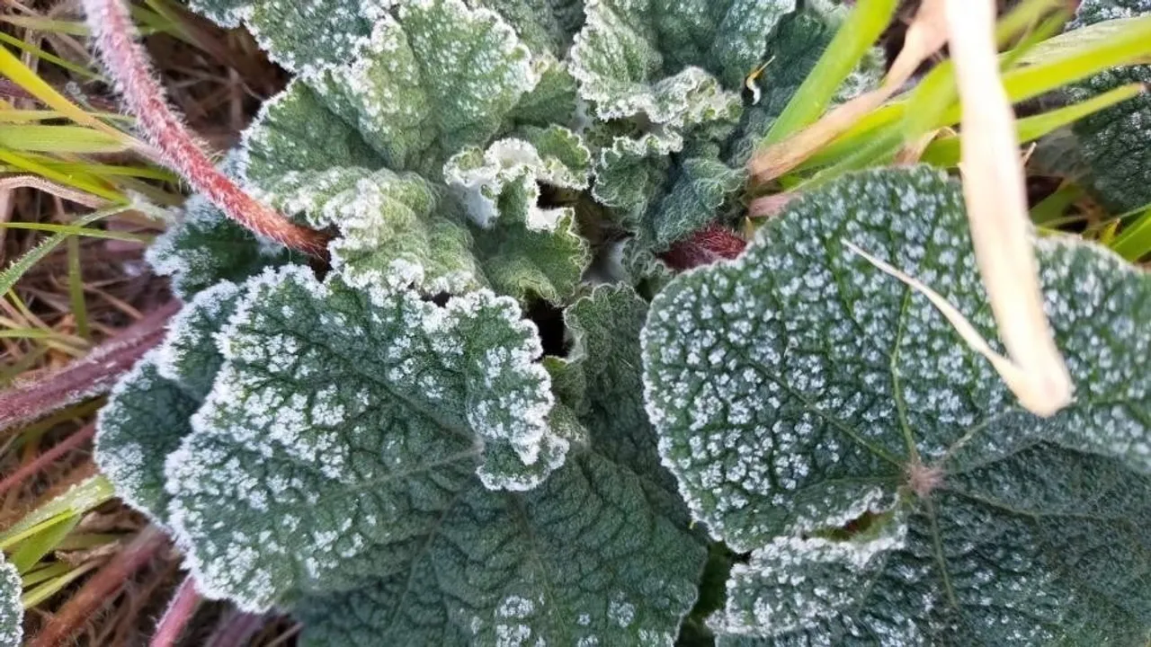 Aydın’da Zirai Don Uyarısı: Bu Gece Başlıyor