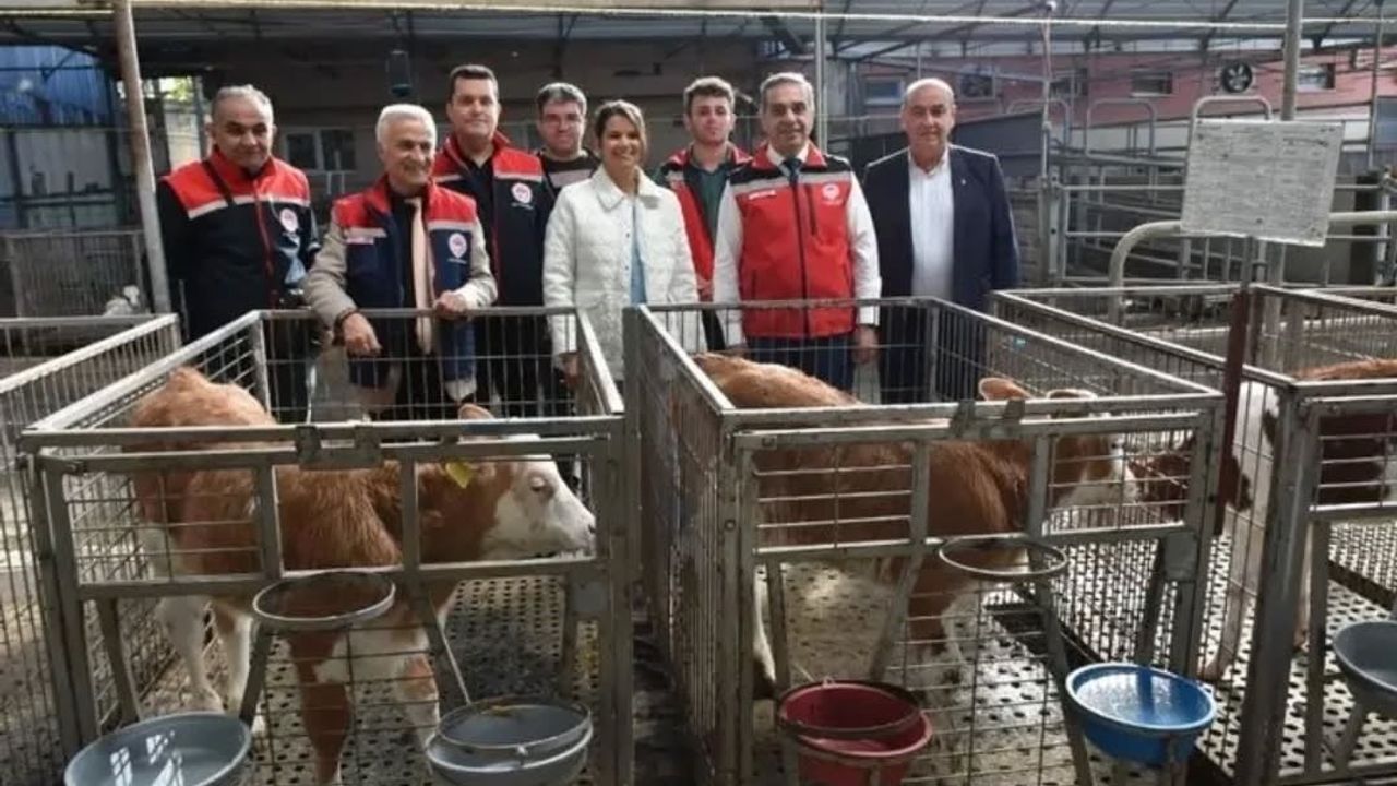 Aydın, Hayvancılıkta Türkiye Zirvesinde