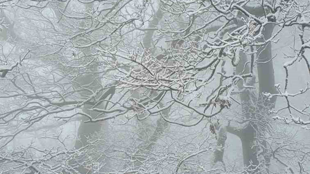 Aydın'ın Zirveleri Karla Kaplandı: Çatma Yaylası'na Akın