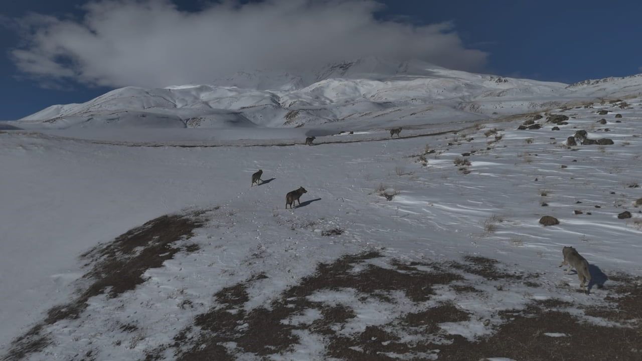Aydınlar'da Drone ile Kurt Sürüsü Görüntülendi