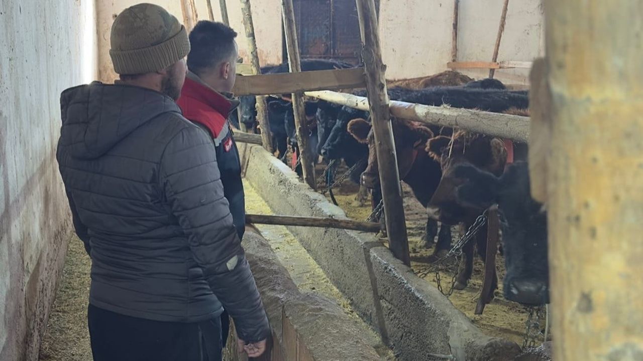 Aydıntepe'de Hayvancılık Desteği Sürüyor: 12 Baş İthal Angus Düve Teslimi