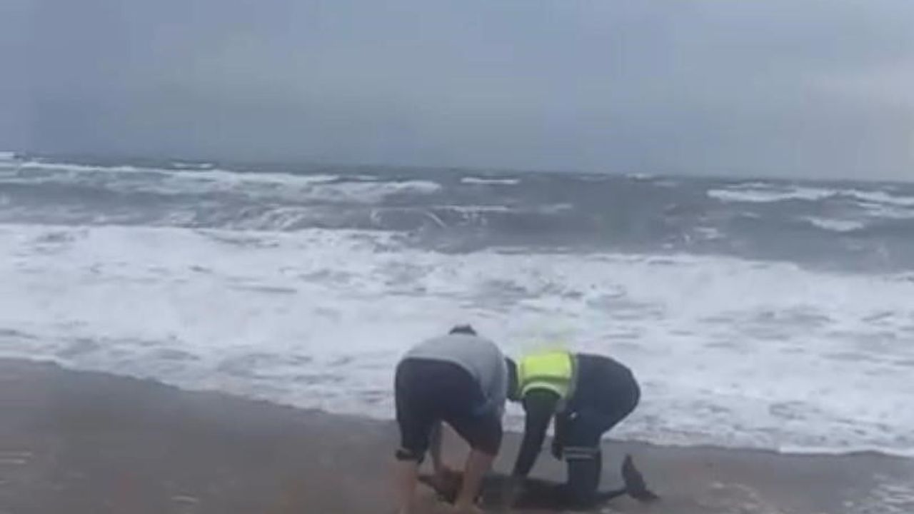 Ayvalık Sarımsaklı'da Karaya Vuran Yunus Kurtarıldı