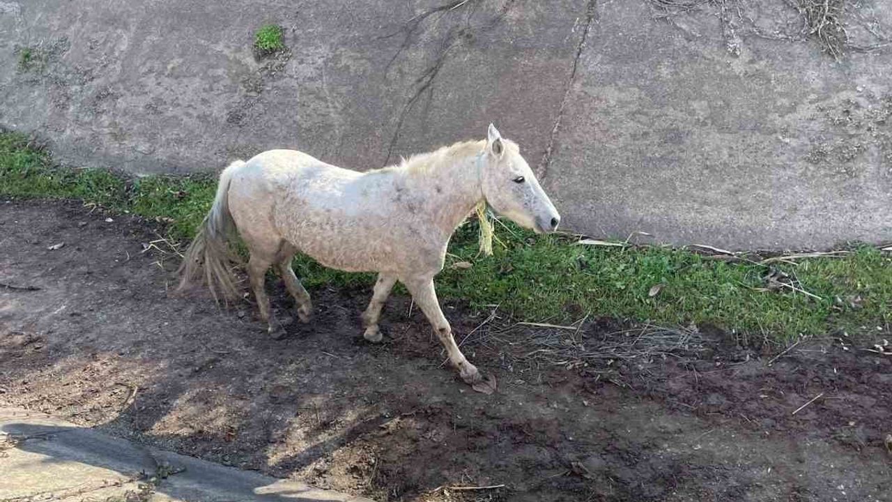 Ayvalık’ta itfaiye su kanalından at kurtardı