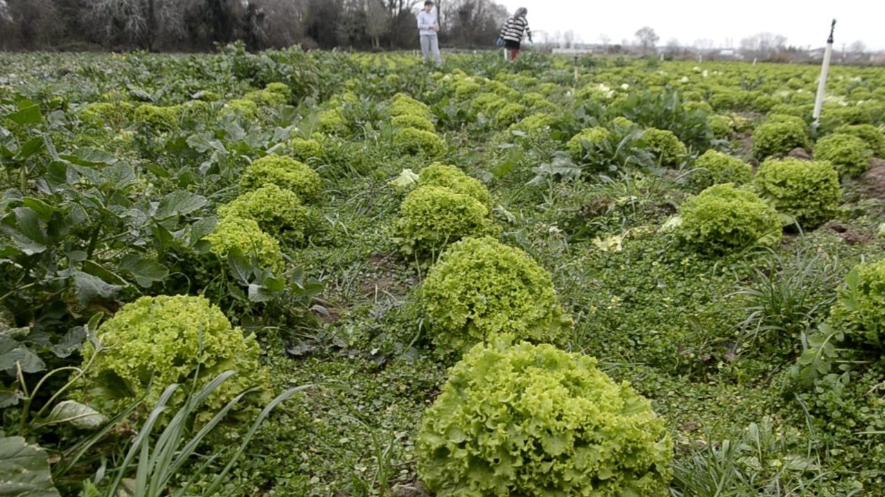 Bafra Ovası'nda 570 Dekar Marul: Fiyat Düşüşü Üreticiyi Zorluyor