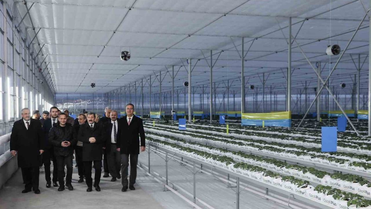 Bafra Sera OTB'de İleri Teknolojiyle Topraksız Çilek Üretimi