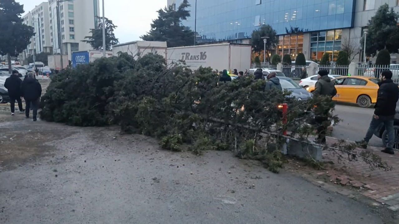 Bahçelievler'de Rüzgar Ağaç Devrildi: 1 Kişi Hafif Yaralı