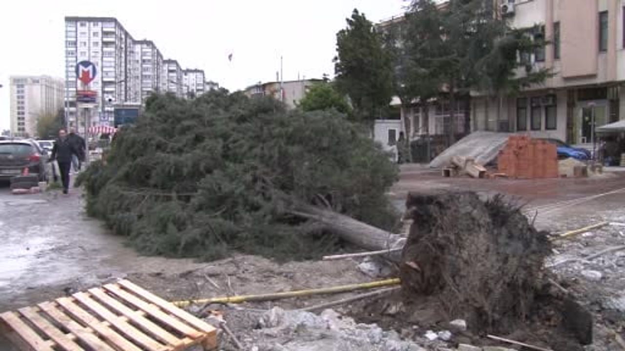 Bahçelievler'de Şiddetli Rüzgar: Ağaç Devrildi, Bir Kişi Hafif Yaralandı