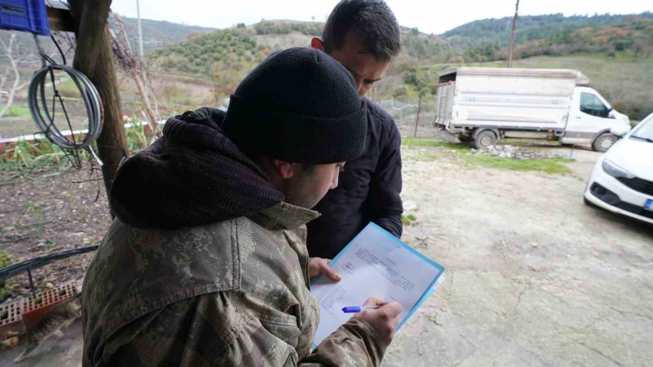 Balıkesir'de Yüzde 100 Hibeli Damızlık Desteği