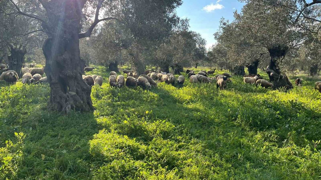 Balıkesir'de Zeytinlikte Koyun Otlatan Çobana İdari İşlem