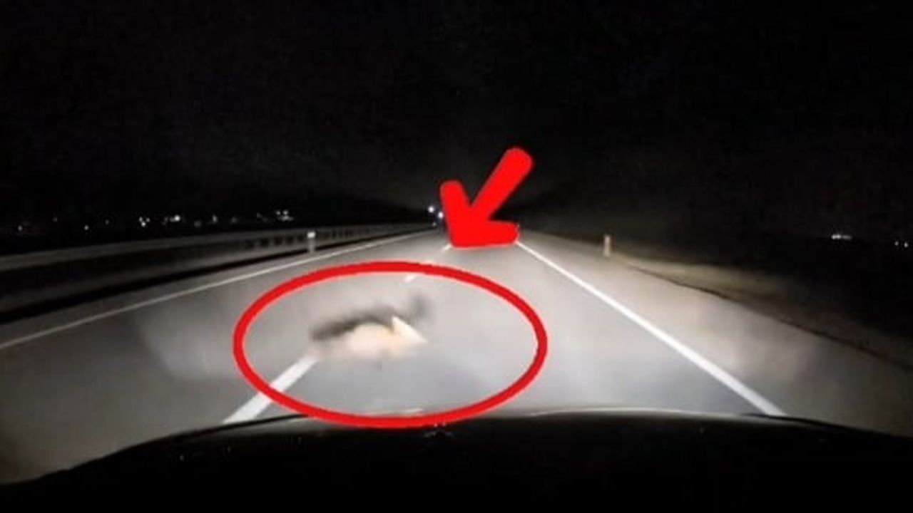 Bandırma-Karacabey Yolunda Araç Tilkiye Çarptı — Kamera Kaydı