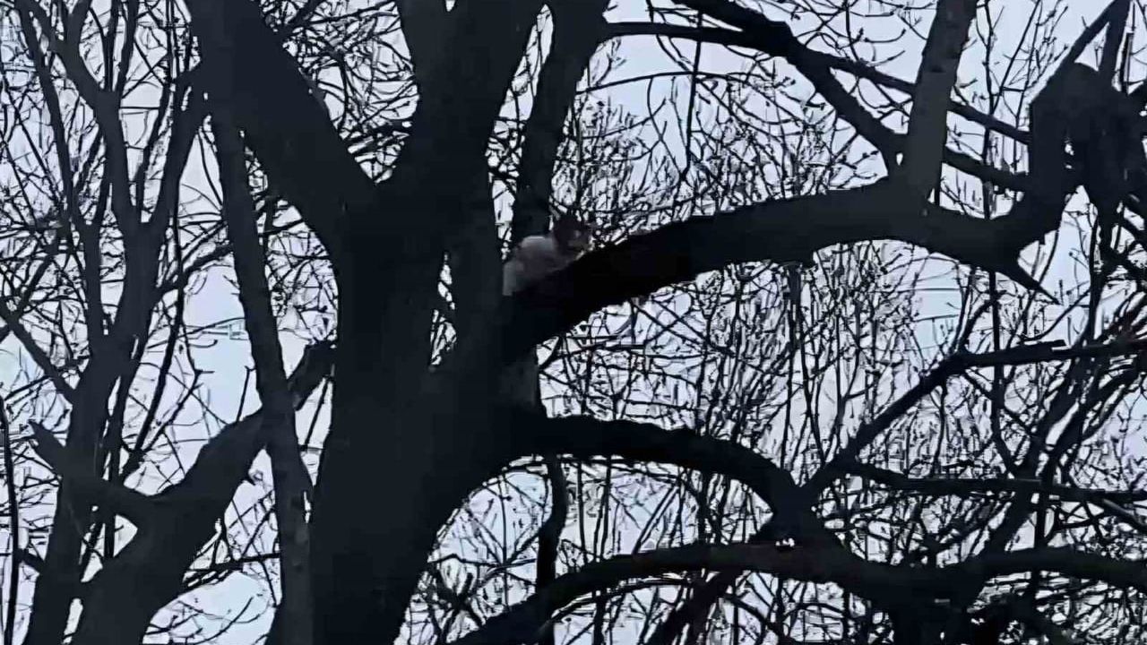 Bartın'da Ağaçta Mahsur Kalan Yavru Kedi 1 Haftadır Kurtarılmayı Bekliyor