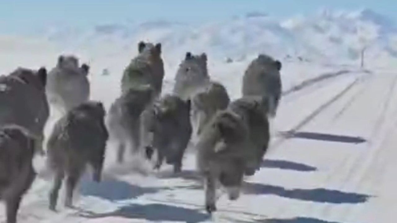 Başkale'de Yaban Domuzları Sürü Halinde Yerleşimlere İndi