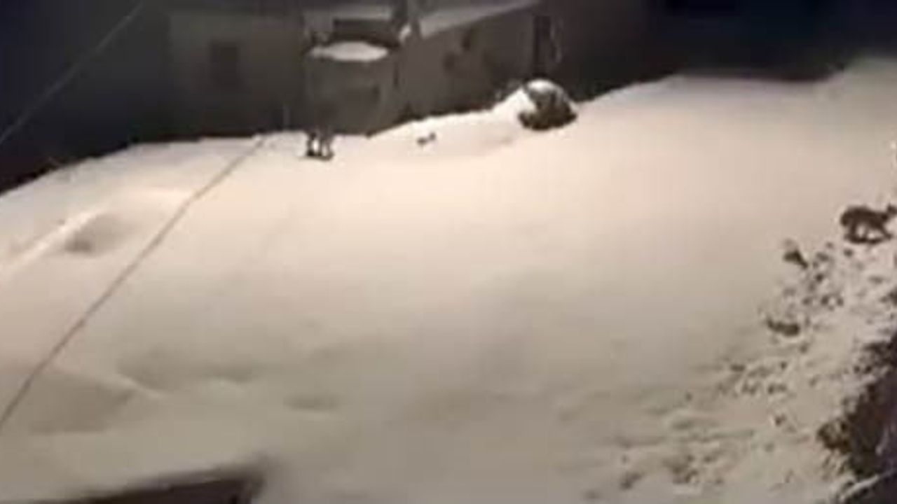 Baskil'de Nesli Tehdit Altındaki Vaşak Ailesi Kamerada