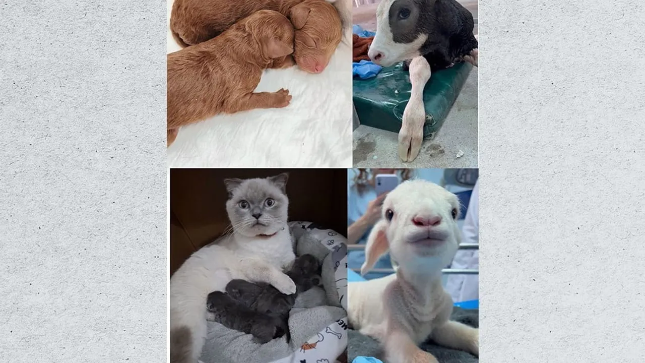 BAÜN Veteriner Hastanesi 2025'te 2.996 Hastaya Şifa