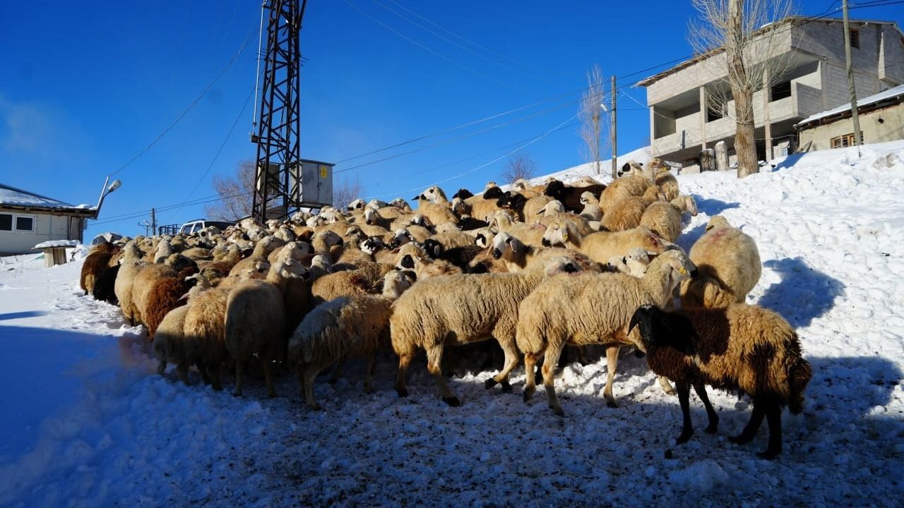 Bayburt'ta Besici Fikri Telli, 140 Küçükbaşı Eksi 25'te Sevgiyle Büyütüyor