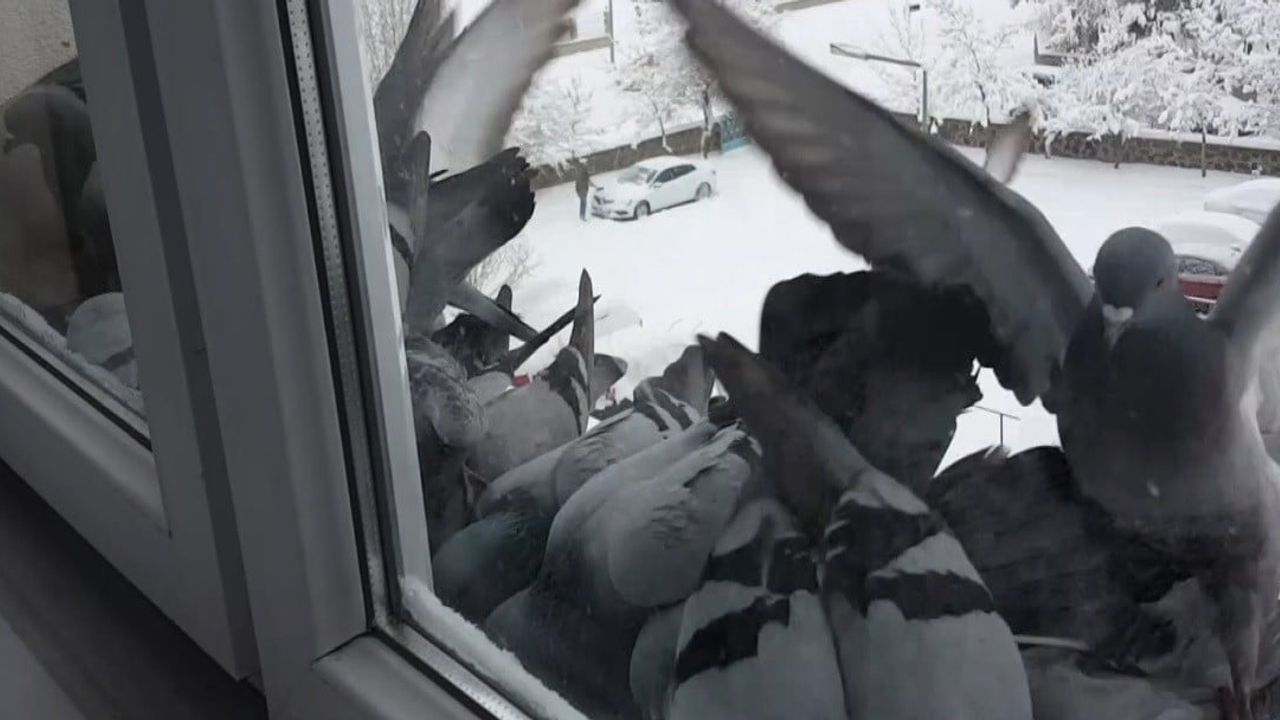 Bayburt'ta Dondurucu Soğuk: Güvercinler Pencerelere Akın Etti