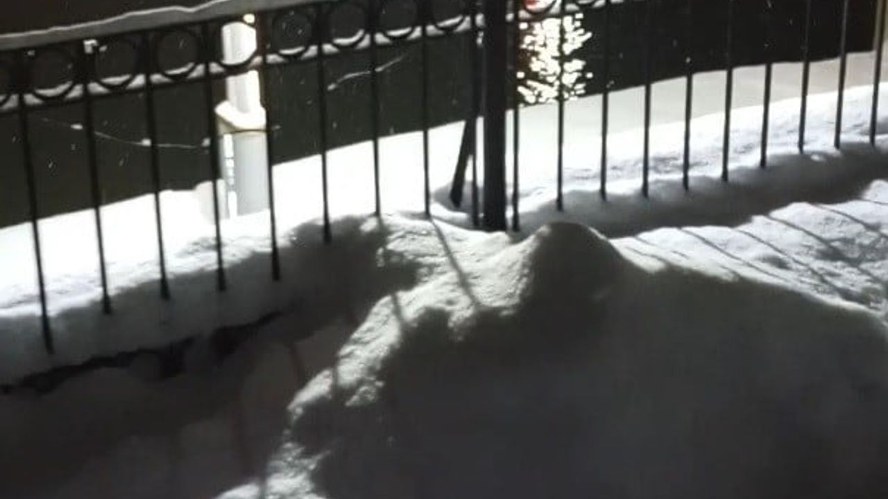 Bayburt'ta Su Samuru Eşiyle Birlikte Çoruh Nehri'nde Görüntülendi