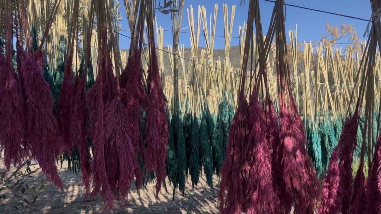 Bayındır 5'inci Nergis ve Kuru Çiçek Festivali Başlıyor