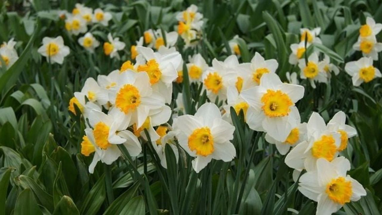 Bayındır Nergisi, Galantamin ile Alzheimer Araştırmalarında Öne Çıkıyor